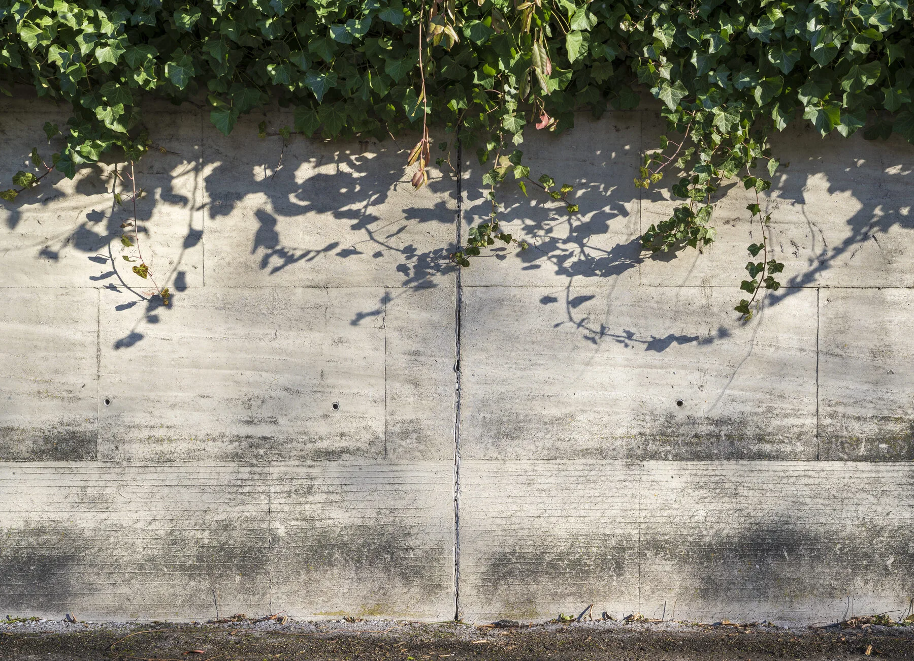 Eine hohe Mauer, dicht und flächig mit immergrünem Efeu bewachsen, bildet eine grüne Wand.