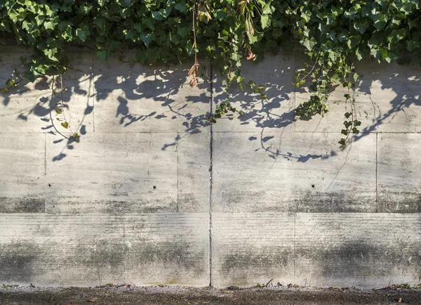 Eine hohe Mauer, dicht und flächig mit immergrünem Efeu bewachsen, bildet eine grüne Wand.