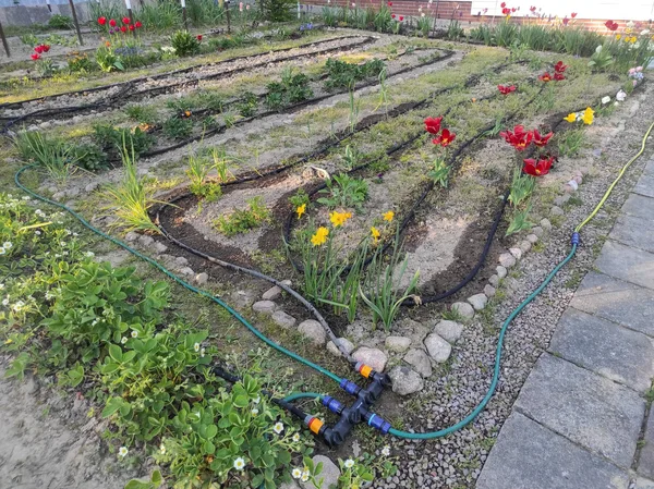 Tropfschlauch mit kleinen Sprühköpfen bewässert ein Gemüsebeet im Garten