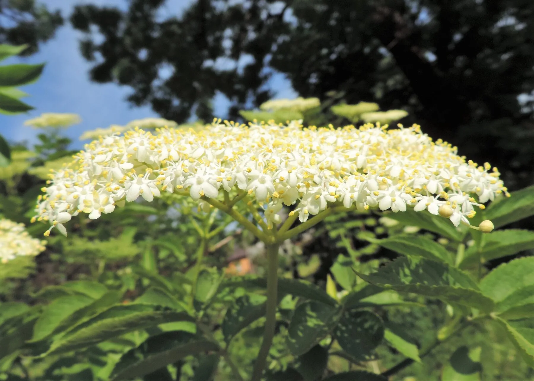 Voll aufgeblühte, cremeweiße Doldenblüten des Schwarzen Holunders