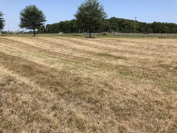 Ausgetrockneter, strohgelber Rasen im Hochsommer mit einzelnen grünen Grasinseln
