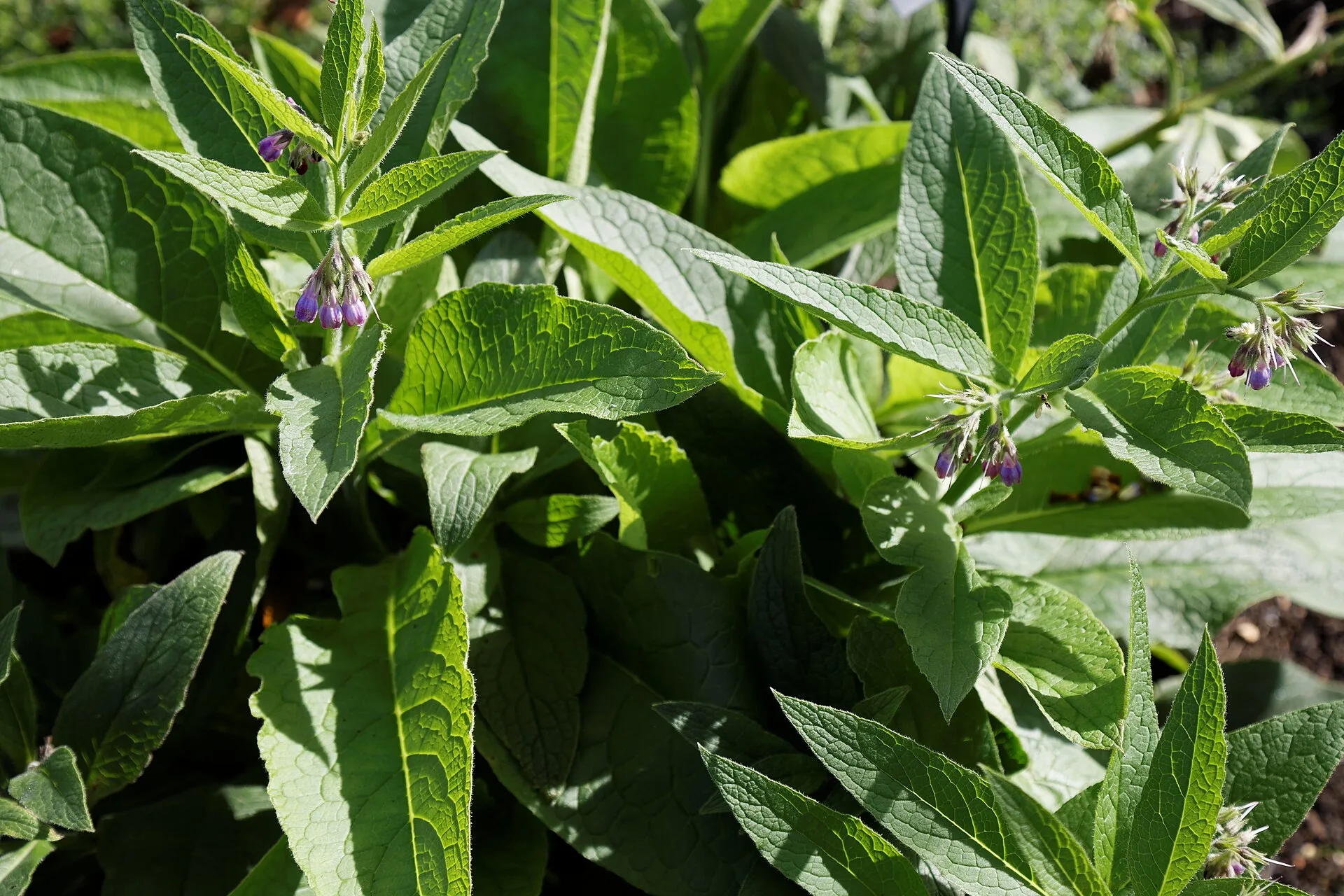 Beinwellstaude mit rauen, breiten Blättern und violetten Glockenblüten in einem Garten