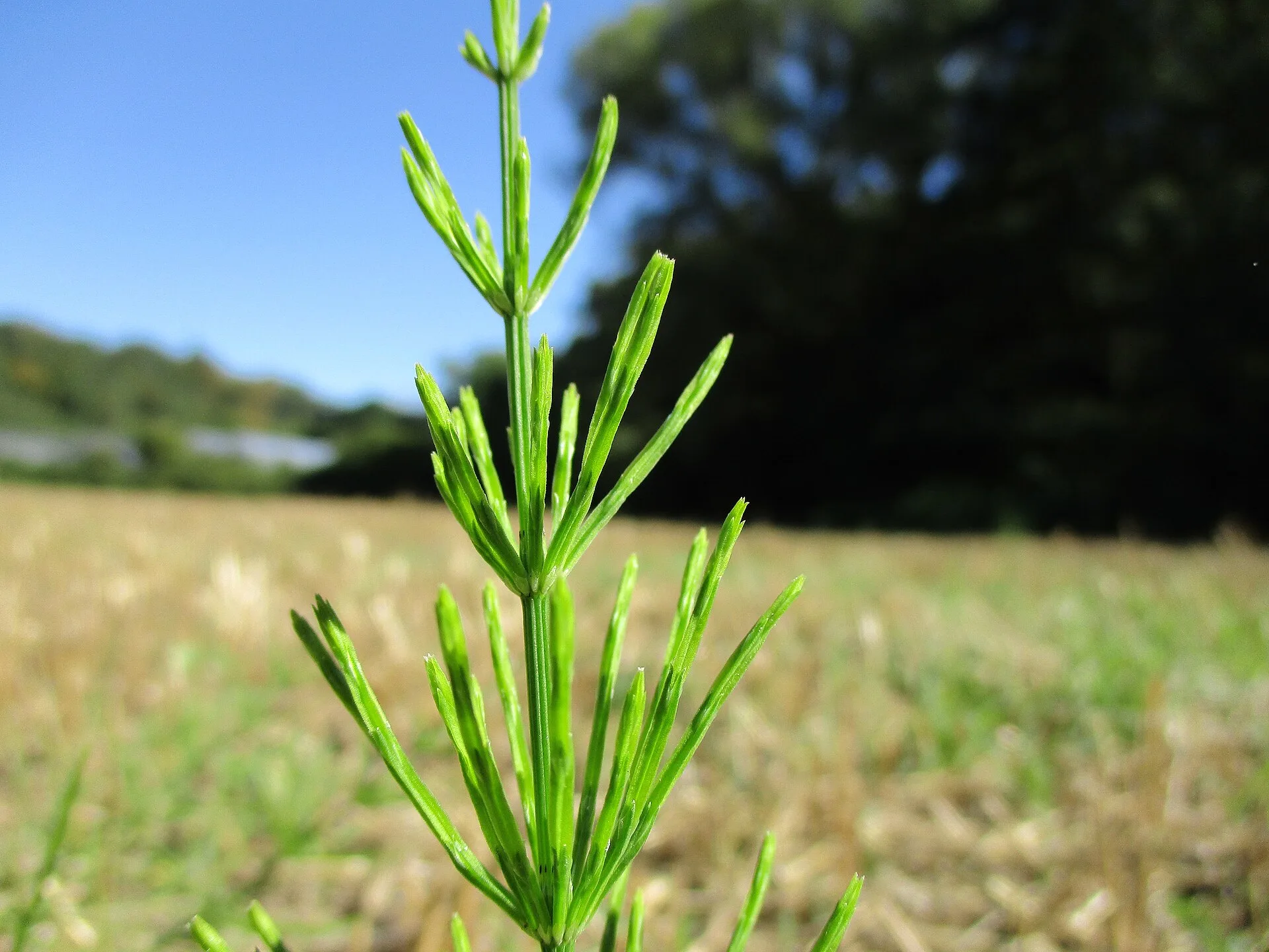 Grüner Trieb des Ackerschachtelhalms mit quirlig angeordneten Seitenästen vor blauem Himmel