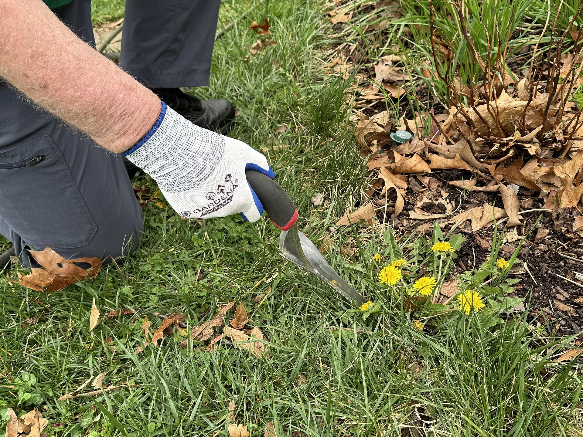 Behandschuhte Hand sticht mit einem Unkrautstecher einen Löwenzahn aus dem Rasen