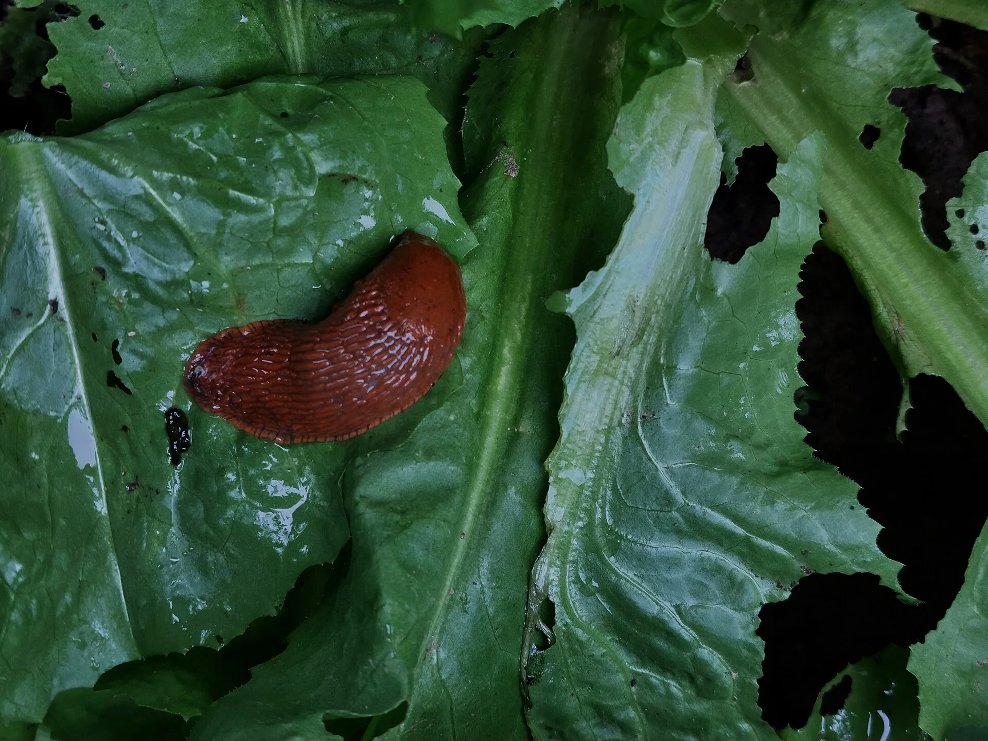 Rote Wegschnecke auf einem Endivienblatt neben großen Fraßlöchern