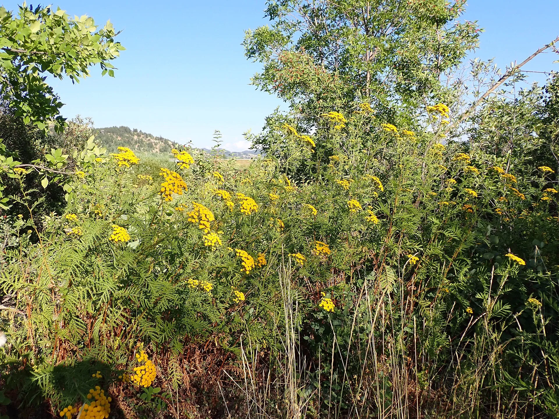 Blühender Rainfarn mit gelben Knopfblüten an einem sonnigen Wegrand