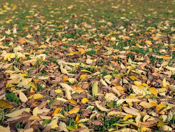 Dichte Schicht aus gelbem und braunem Herbstlaub auf einer Rasenfläche, nur einzelne Grashalme schauen heraus
