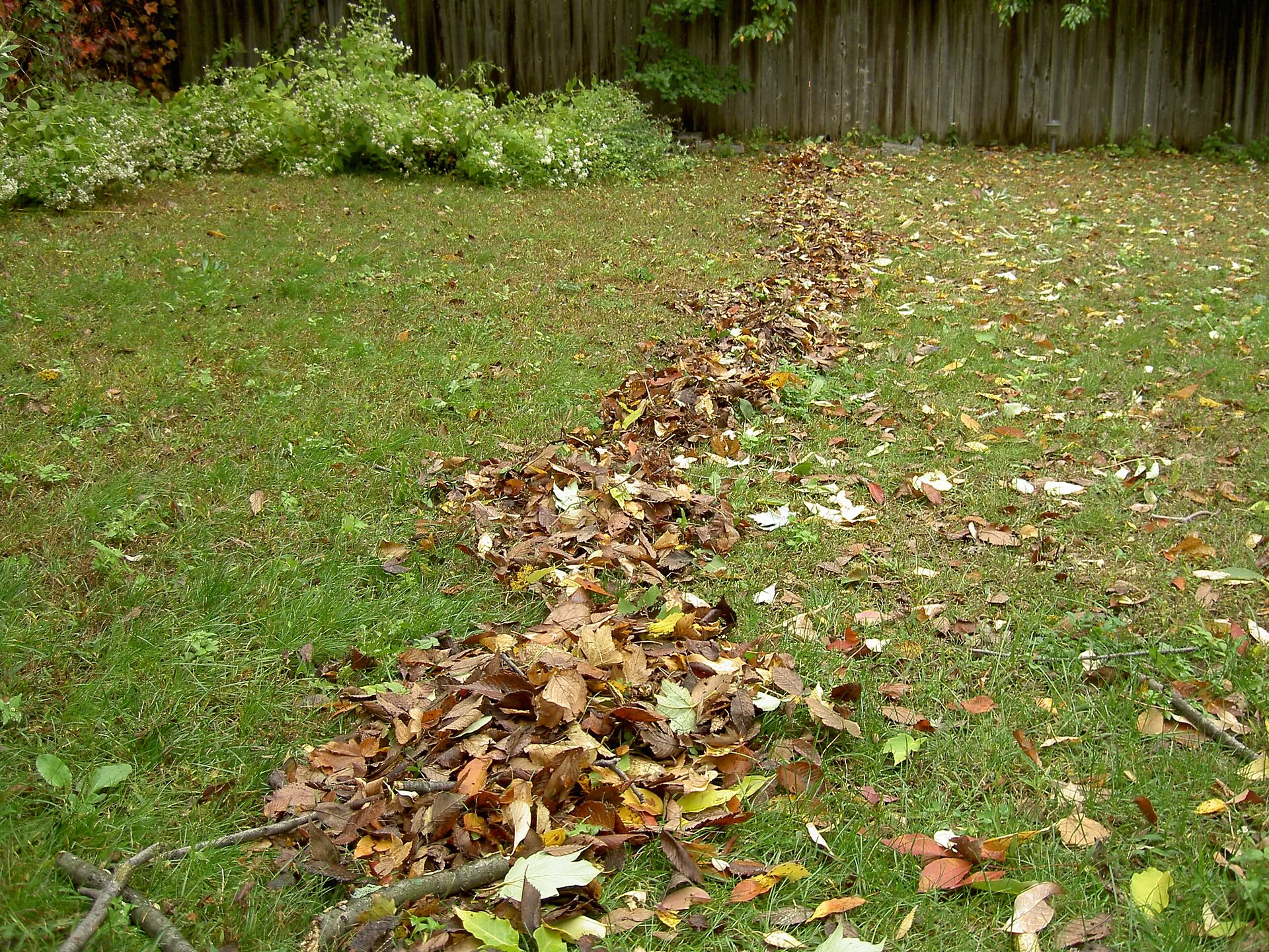 Zu Reihen zusammengerechtes Herbstlaub auf einer Rasenfläche in einem Hausgarten mit Holzzaun