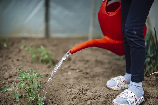 Kind gießt eine junge Tomatenpflanze mit einer roten Gießkanne ohne Brause direkt an die Wurzel