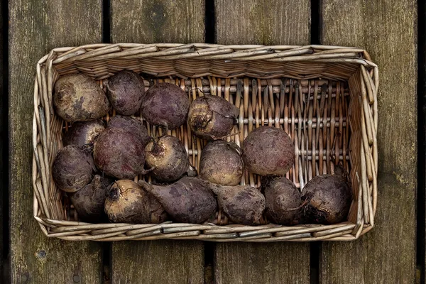 Frisch geerntete Rote Bete mit anhaftender Erde in einem flachen Weidenkorb auf Holzdielen
