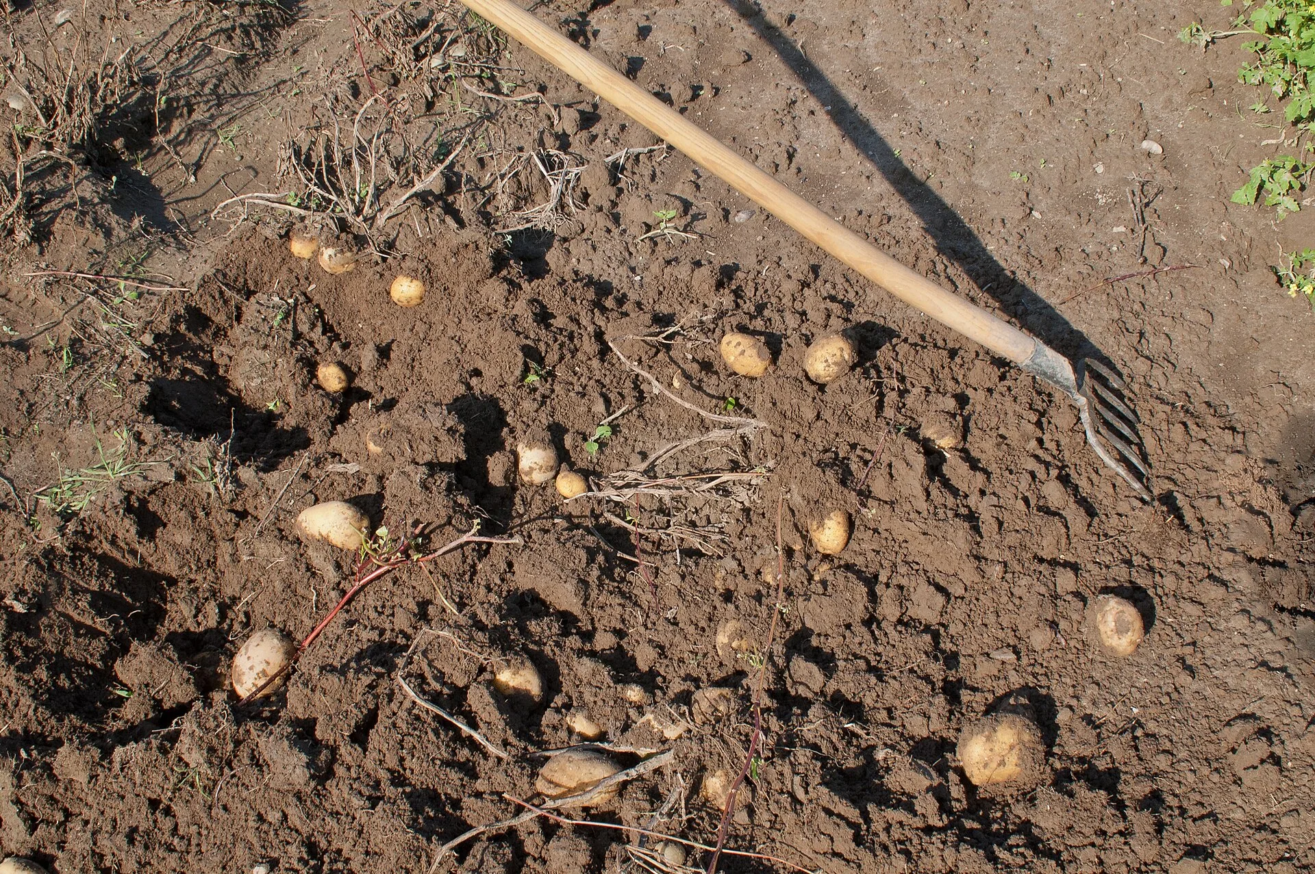 Frisch gerodete Kartoffelknollen liegen zum Abtrocknen auf der Beeterde, daneben eine Grabegabel
