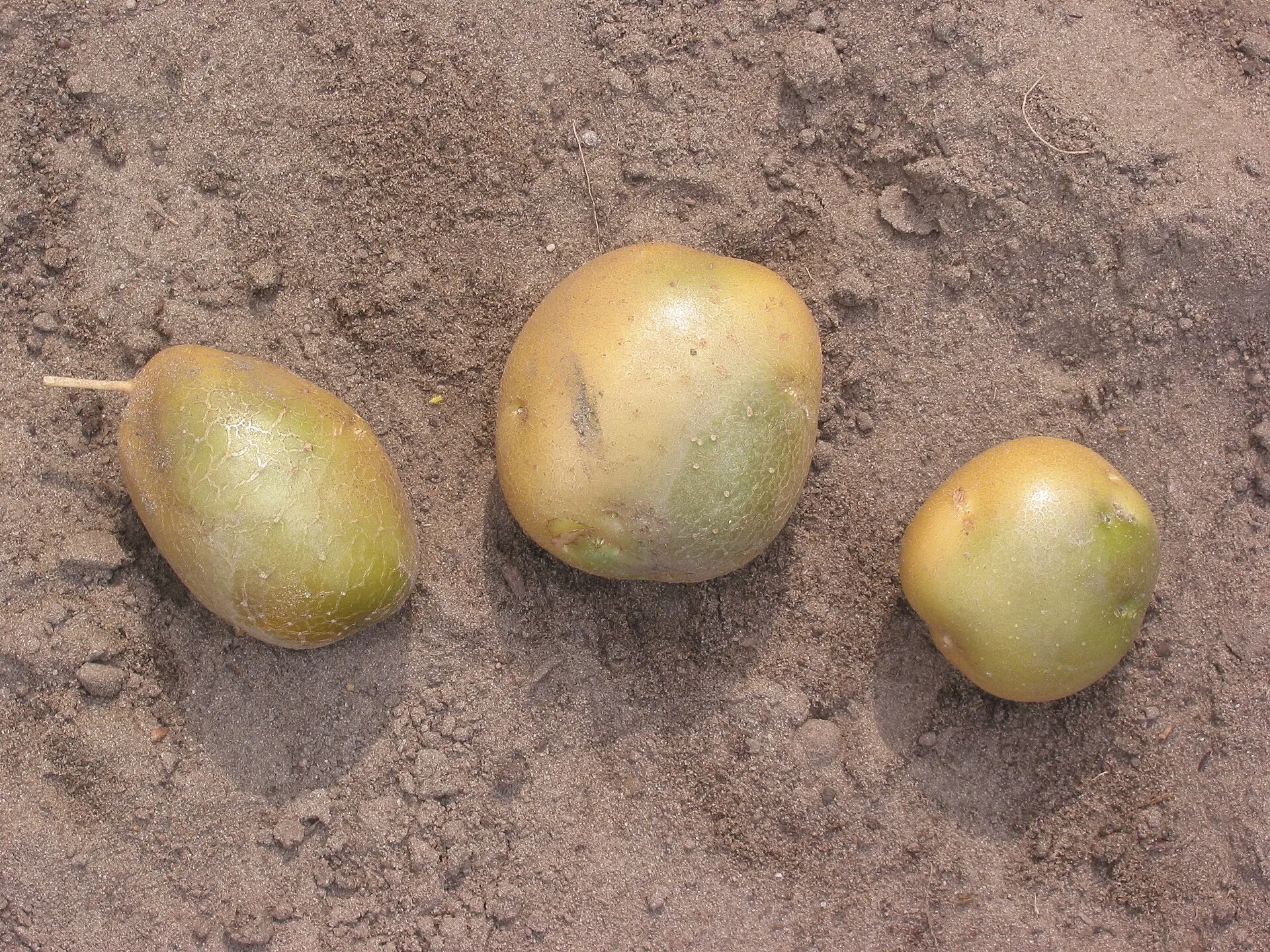 Drei Kartoffelknollen mit deutlich grün verfärbter Schale liegen auf sandigem Boden