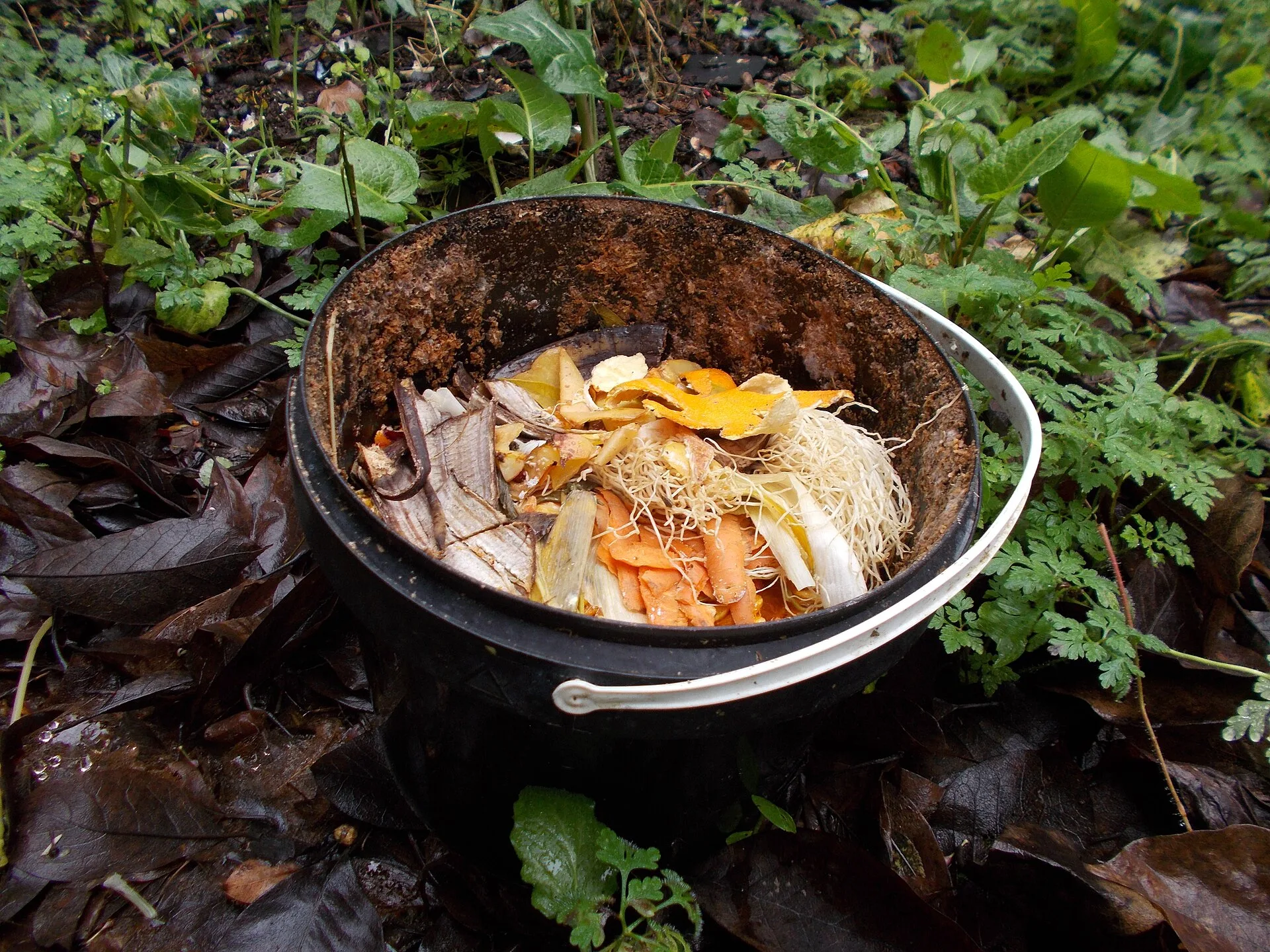 Schwarzer Eimer mit Küchenabfällen aus Bananenschale, Möhrenschalen und Lauchresten, abgestellt auf feuchtem Laub im Garten