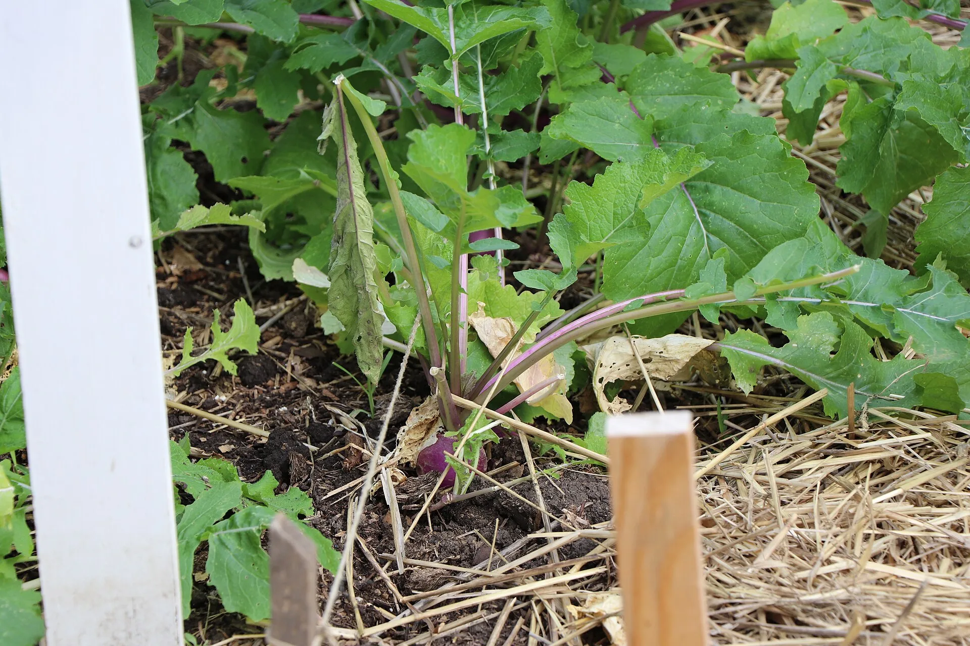 Eine violette Rübe steckt im dunklen Beetboden, ringsum liegt eine Strohschicht zwischen den grünen Blättern