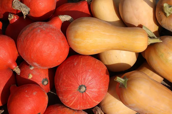 Rote Hokkaido-Kürbisse und helle Butternut-Kürbisse dicht nebeneinander gestapelt