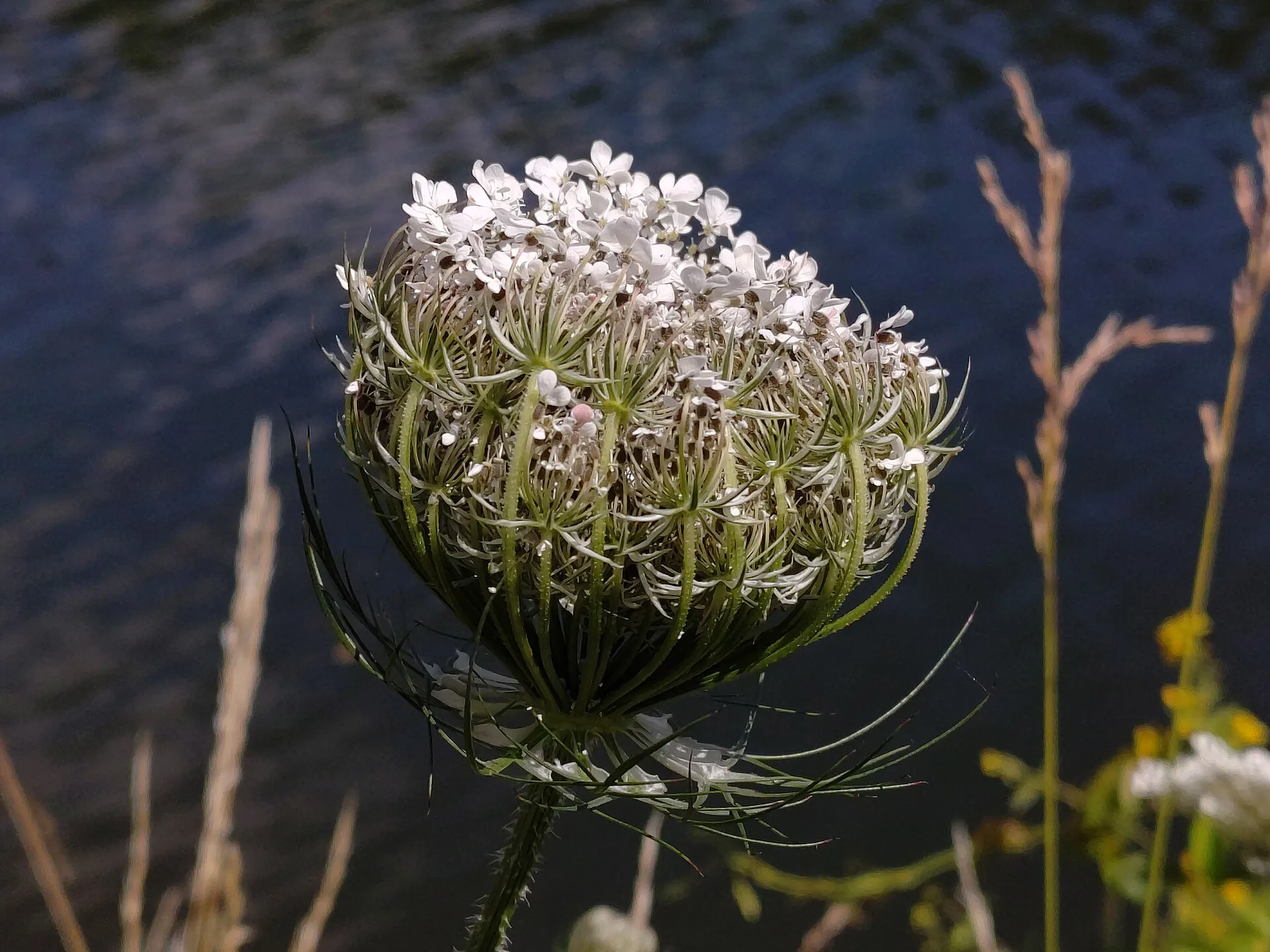 Weiße Blütendolde der Wilden Möhre in Nahaufnahme vor dunklem Wasser