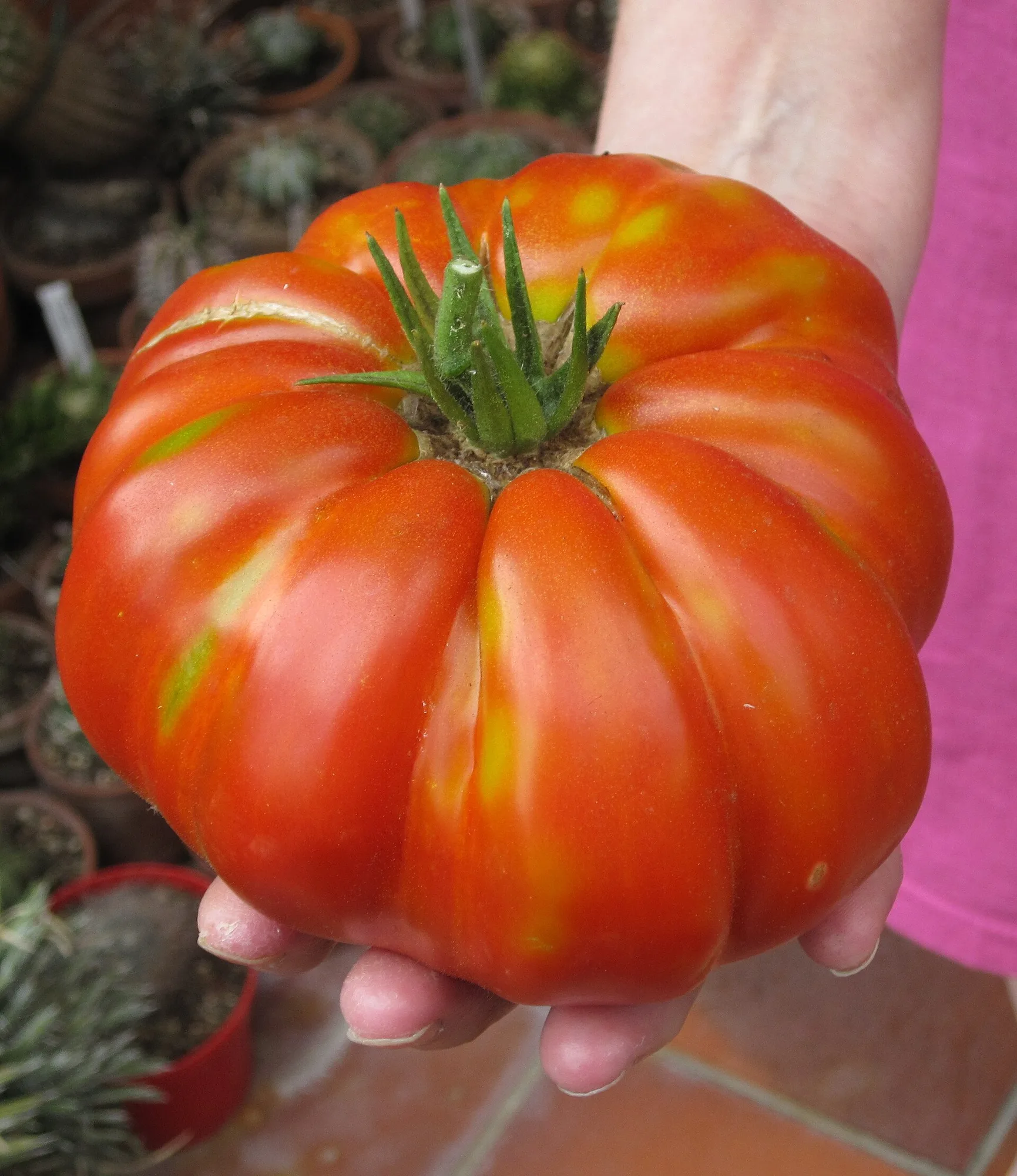 Hand hält eine große, tief gerippte rote Fleischtomate im Garten