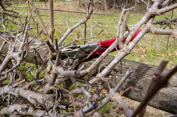 Rote Astschere liegt auf einem Holzbalken zwischen frisch geschnittenen Zweigen eines Obstgehölzes