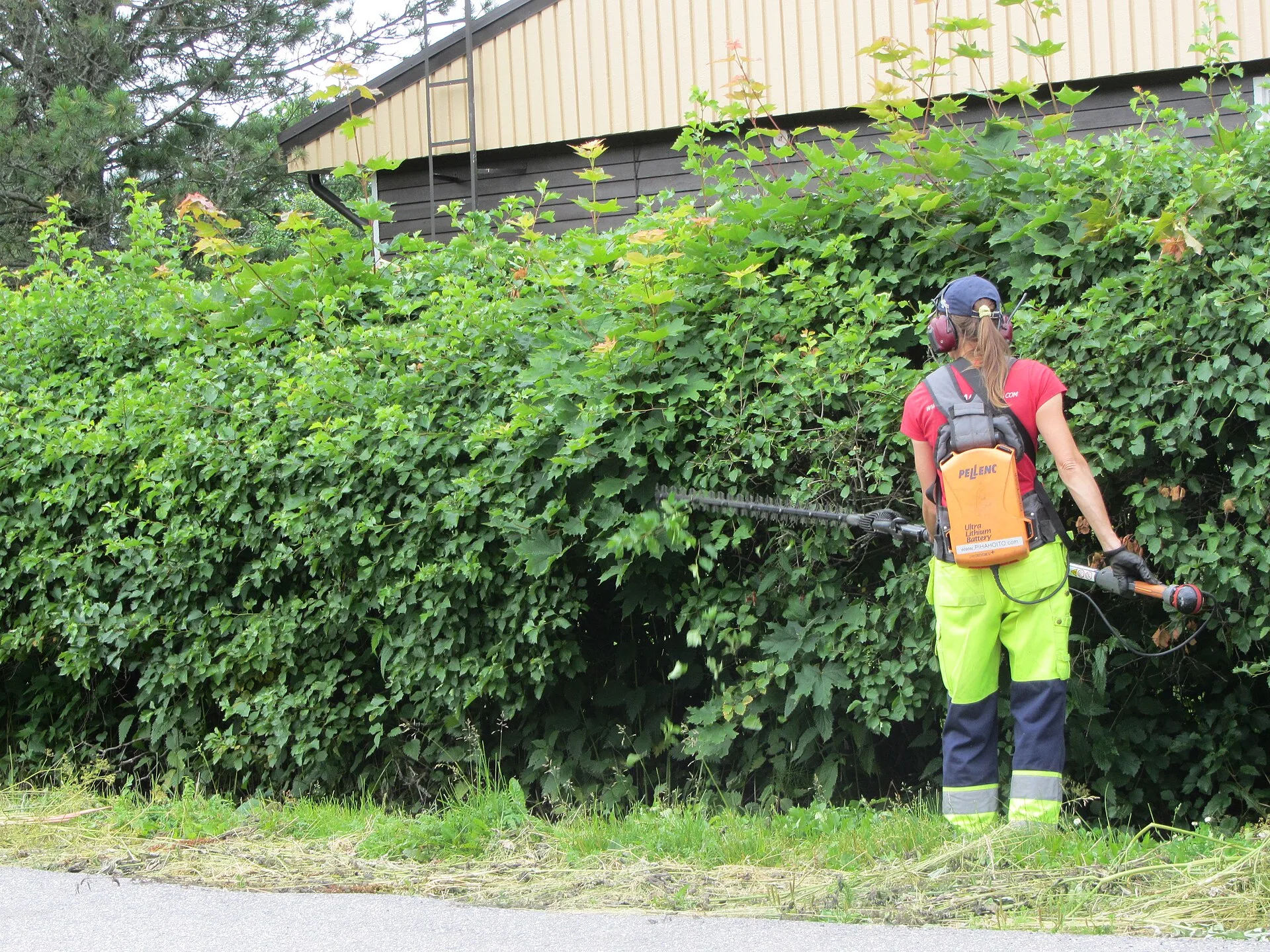 Person mit Gehörschutz schneidet mit einer Akku-Heckenschere eine hohe Weißdornhecke
