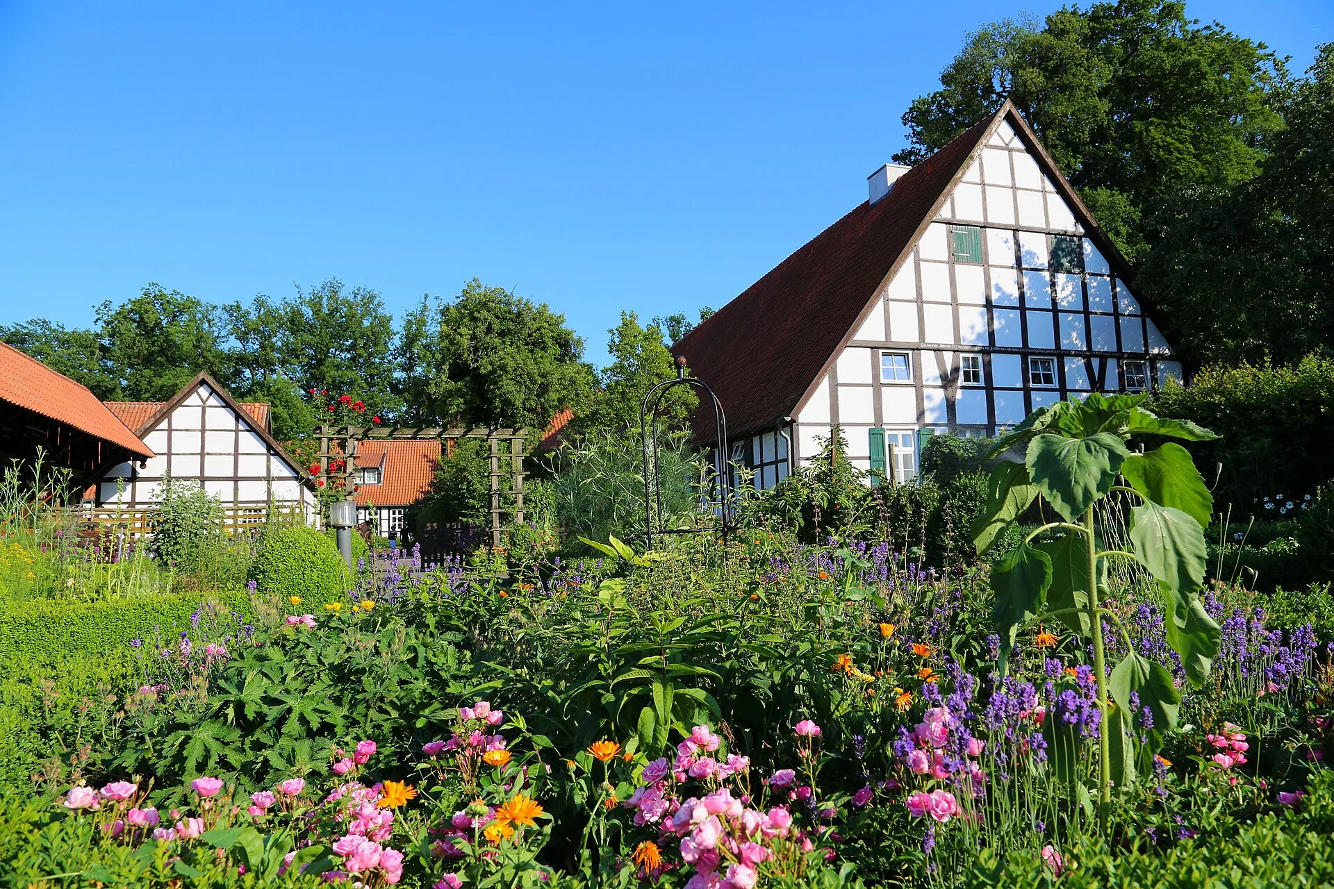 Dicht bepflanztes Bauerngartenbeet mit Rosen, Lavendel und Ringelblumen vor einem Fachwerkhaus