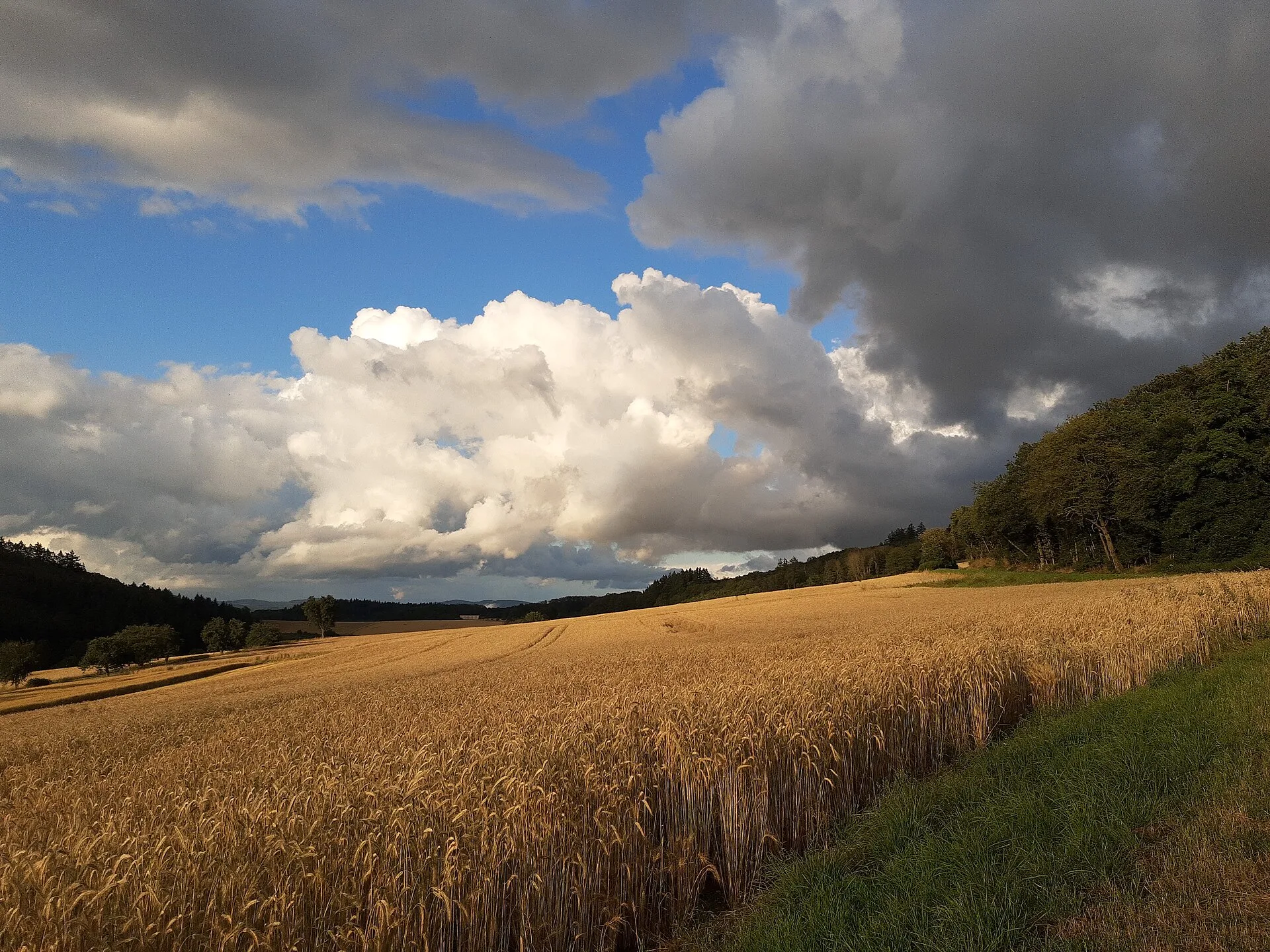Reifes Getreidefeld unter einer aufquellenden weißen Gewitterwolke, dahinter Waldrand und Hügel