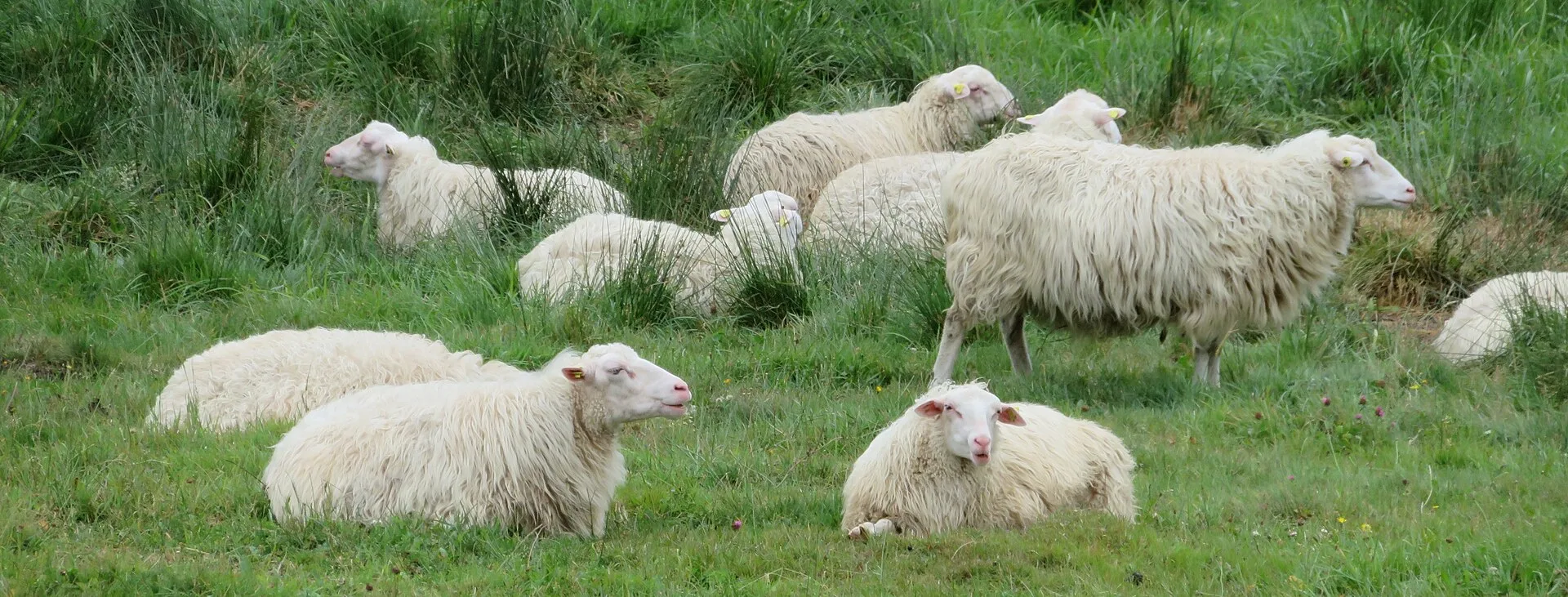Schafherde mit dichter Wolle liegt und weidet auf einer saftig grünen Wiese