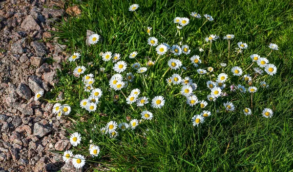 Dichter Teppich blühender Gänseblümchen in kurzer Rasennarbe neben einem Kiesweg