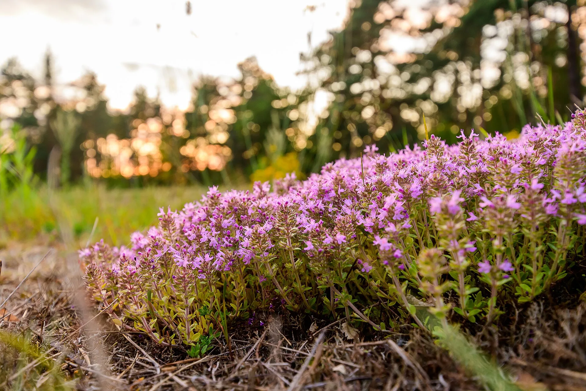 Blühendes Polster von Sand-Thymian auf trockenem, sandigem Boden im Abendlicht