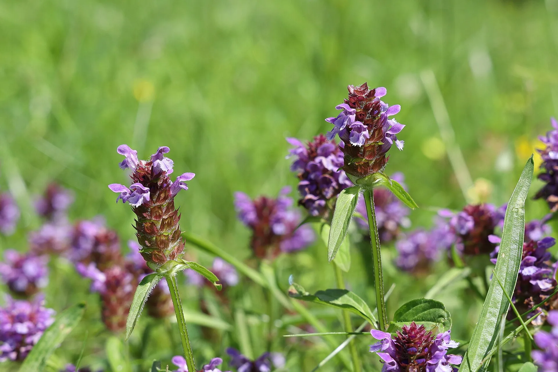 Violette Blütenähren der Kleinen Braunelle über niedrigem Gras