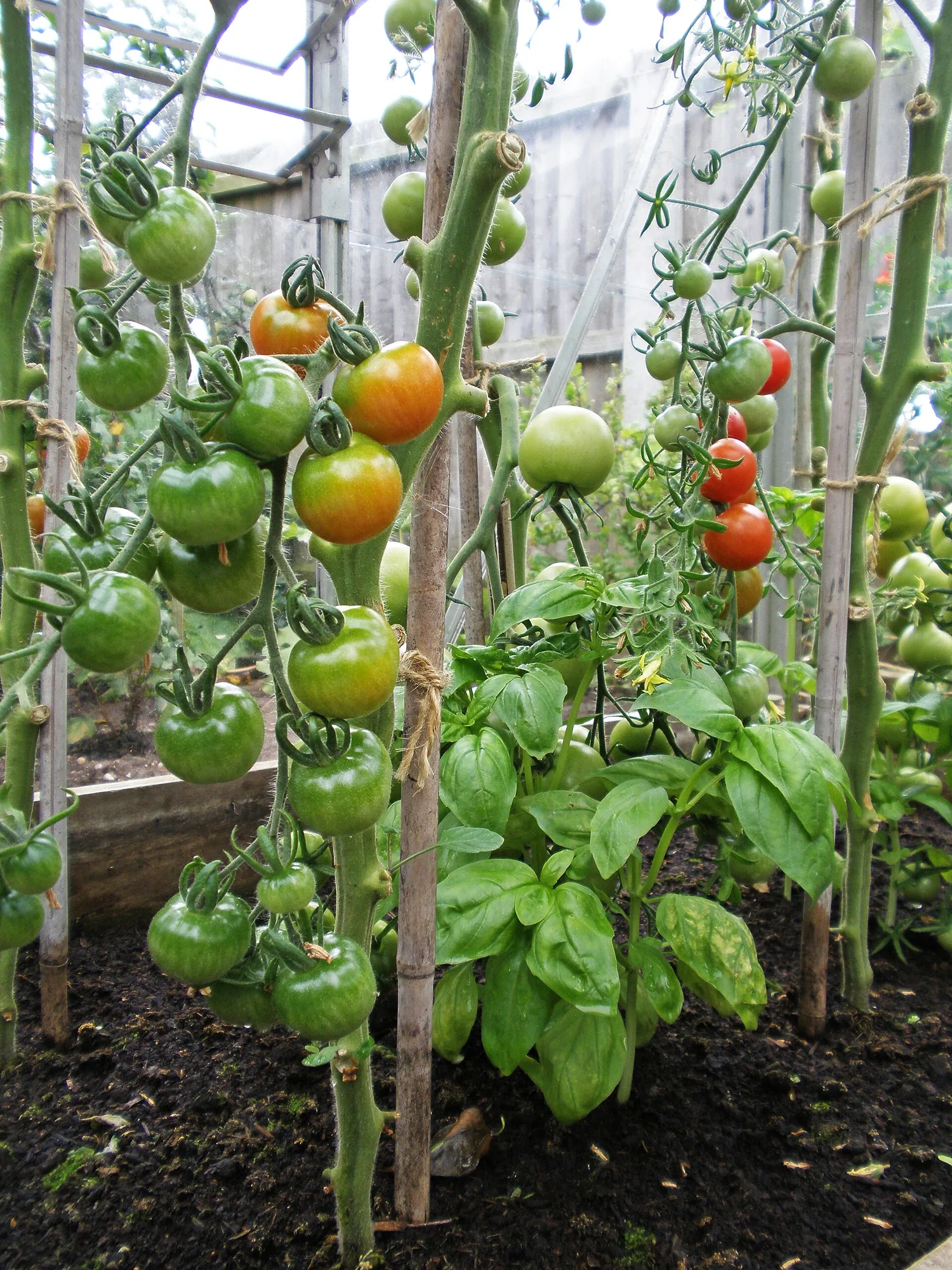 Tomatenpflanzen an Stäben, dazwischen ein kräftiger Basilikumbusch im Beet