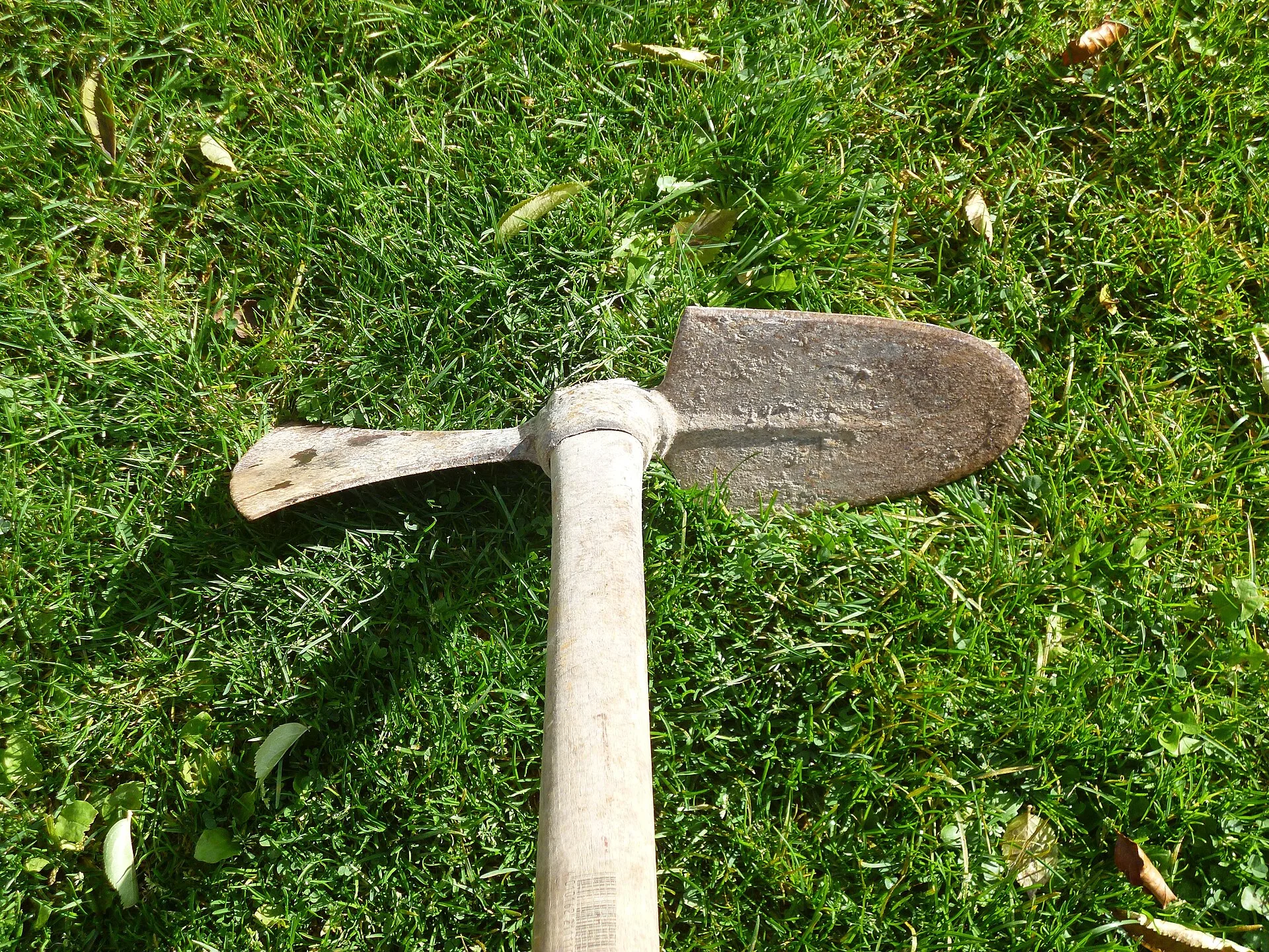 Wiedehopfhacke mit Eschenstiel liegt im Gras, ein Blatt breit, das andere schmal