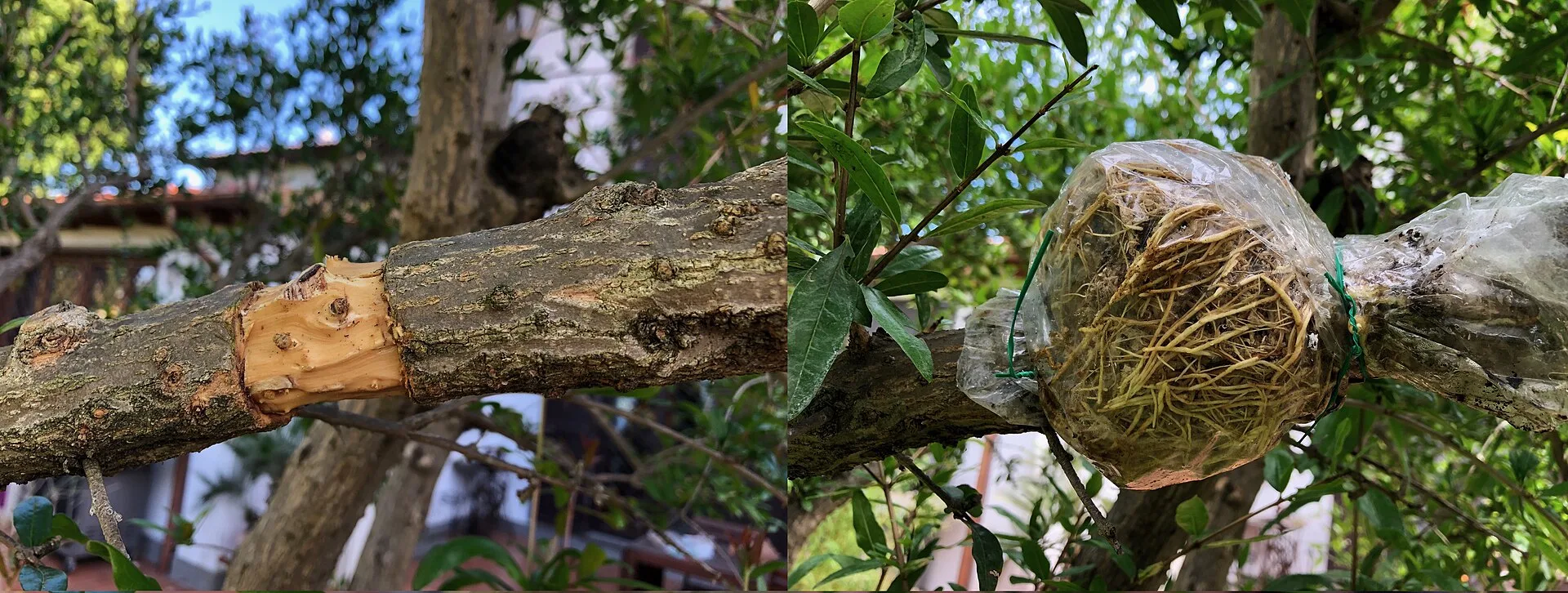 Zwei Bilder eines Astes: links die ringförmig entfernte Rinde, rechts der mit Folie umwickelte Moosballen voller Wurzeln