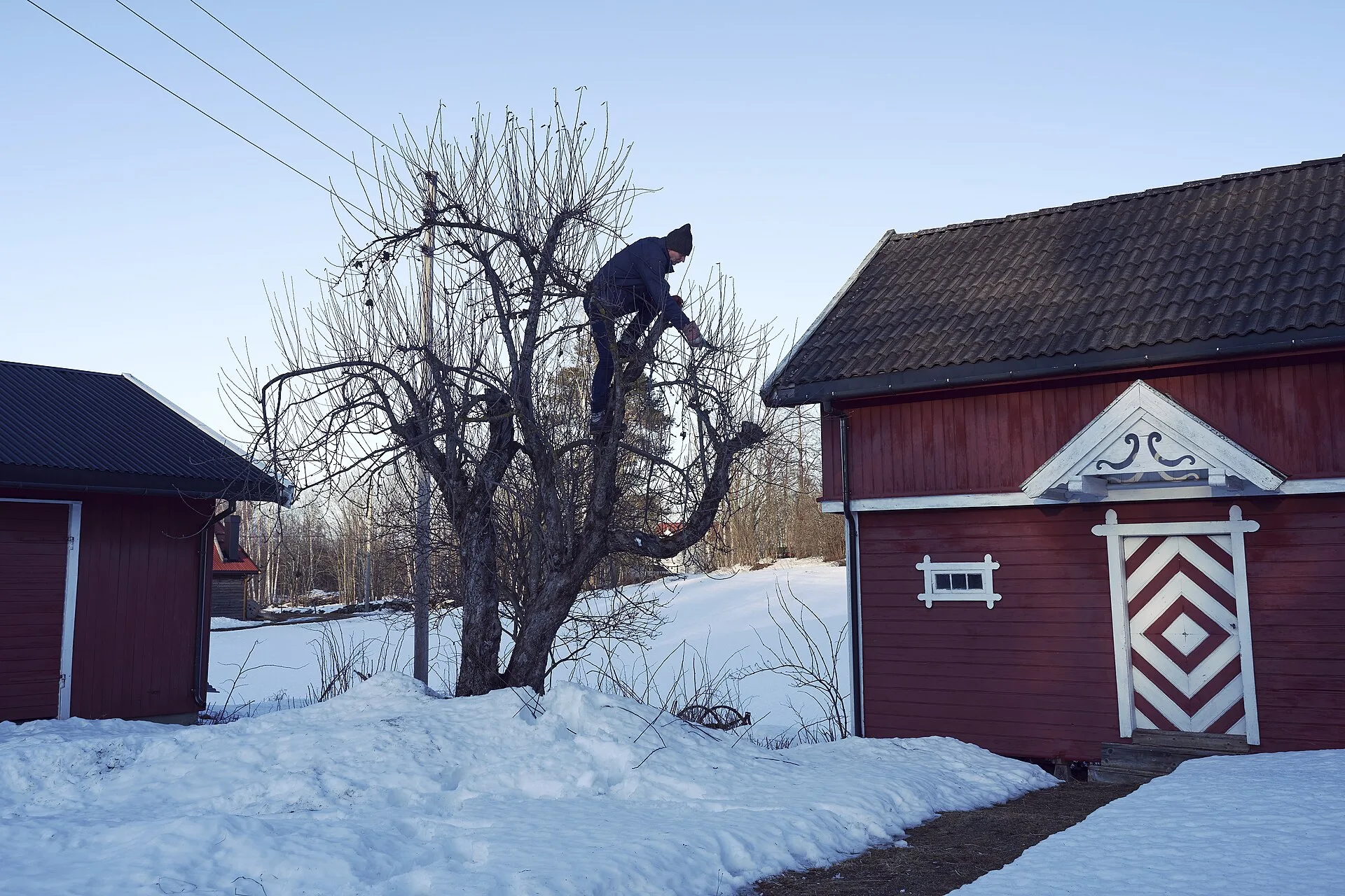 Ein Mann steht im entlaubten Apfelbaum und schneidet an einem Seitentrieb, ringsum liegt Schnee