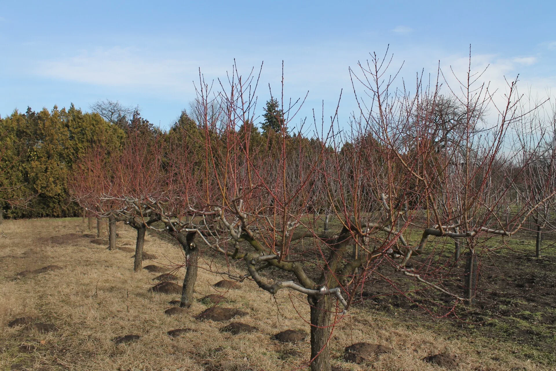 Reihe niedriger Obstbäume ohne Laub auf einer Wiese im Spätwinter, die Triebe der letzten Jahre sind rötlich