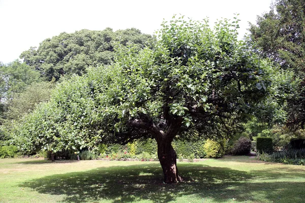 Alter Apfelbaum auf einer Rasenfläche, unter der Krone wird das Gras dünn und lückig