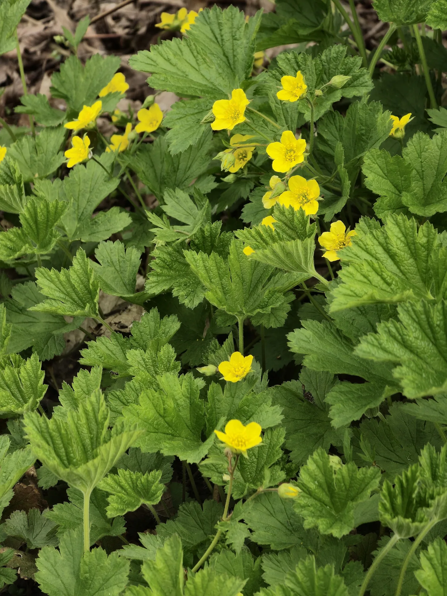 Dichter Teppich aus Waldsteinie mit gelben Blüten als Bodendecker im Schatten
