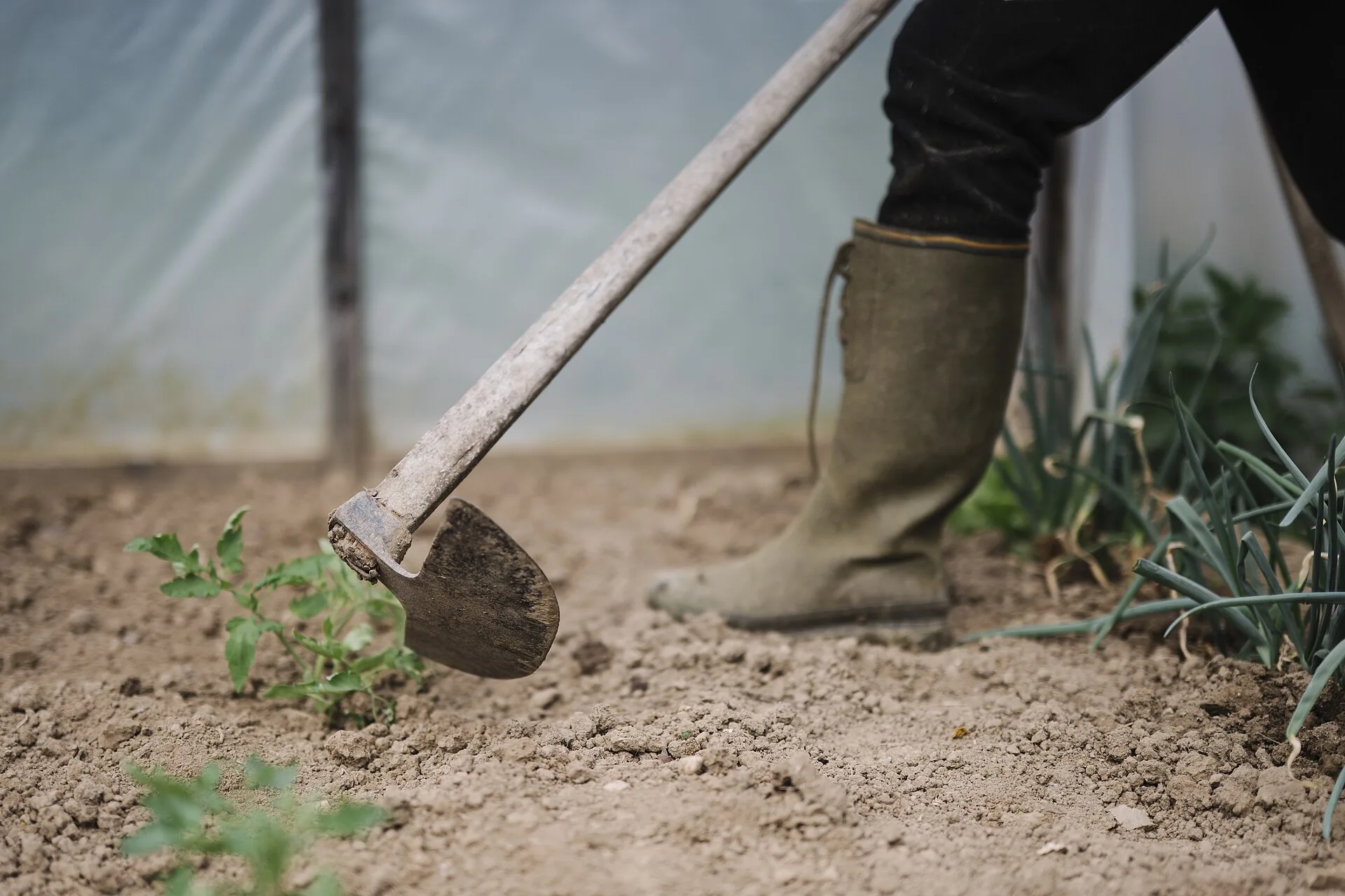 Langstieliger Spaten wird im Gewächshausbeet in die Erde gesetzt, daneben Gummistiefel und junge Zwiebelpflanzen
