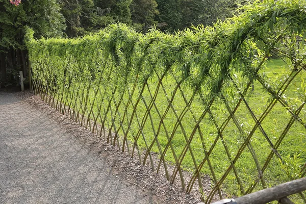 Lebender Weidenzaun: gekreuzte Weidenruten bilden ein Rautengitter und haben oben zu einem dichten grünen Band ausgetrieben