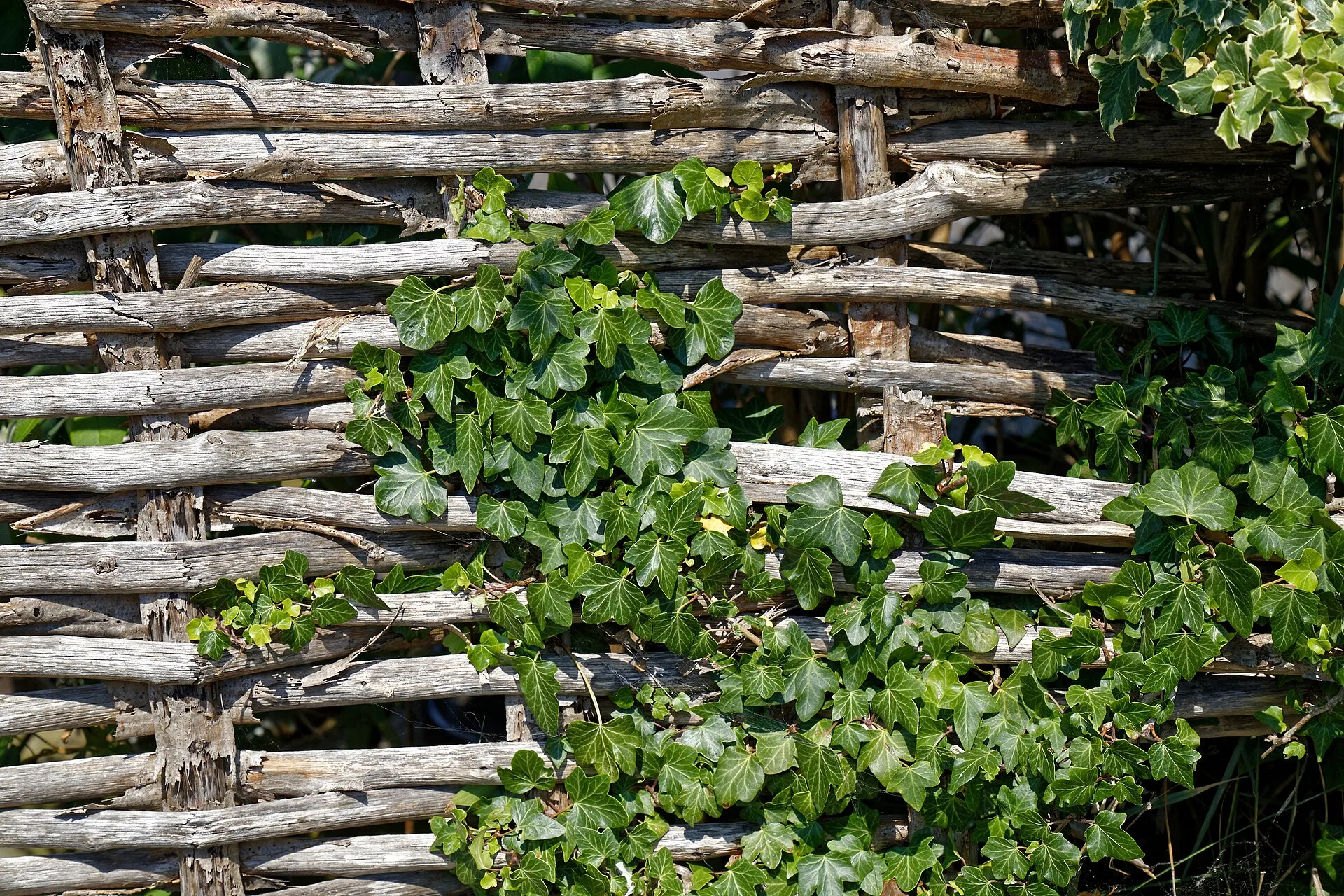 Nahaufnahme eines Flechtzauns aus verwitterten Ruten, die waagerecht um senkrechte Staketen gelegt sind, Efeu wächst hindurch
