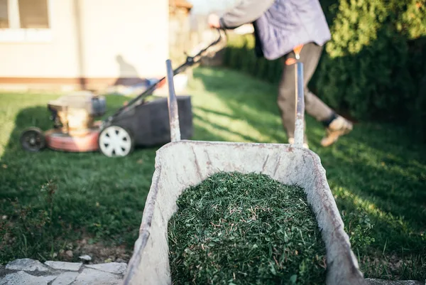 Schubkarre mit frischem Rasenschnitt im Garten, dahinter ein Rasenmäher und eine Person