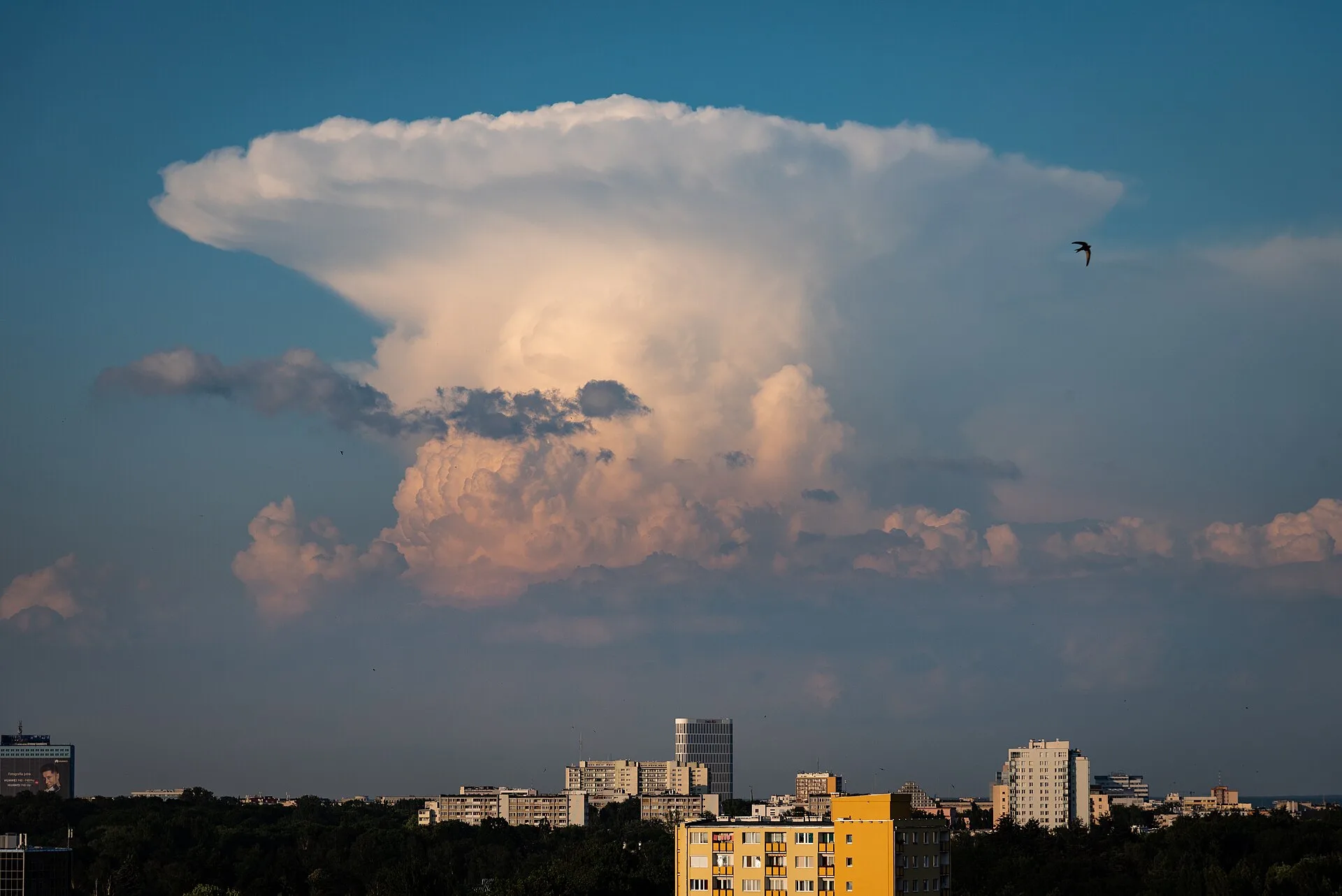 Mächtiger Gewitterturm mit breit ausgezogenem Amboss am Abendhimmel über einer Stadtsilhouette, davor ein fliegender Vogel
