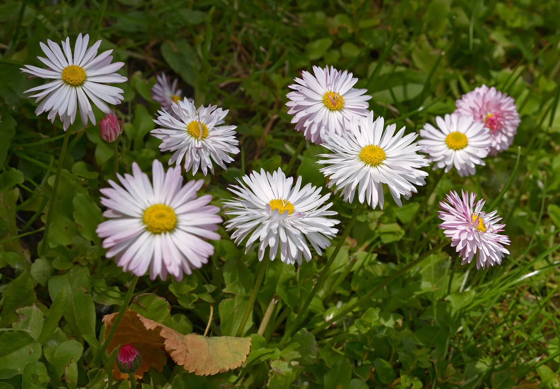 Gruppe geöffneter Gänseblümchen mit gelber Mitte und rosa überhauchten Zungenblüten im Rasen, dazwischen zwei geschlossene Knospen