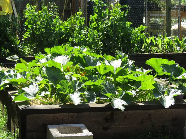 A sunlit bed of vigorous courgette plants, with climbing peas and young sweetcorn behind