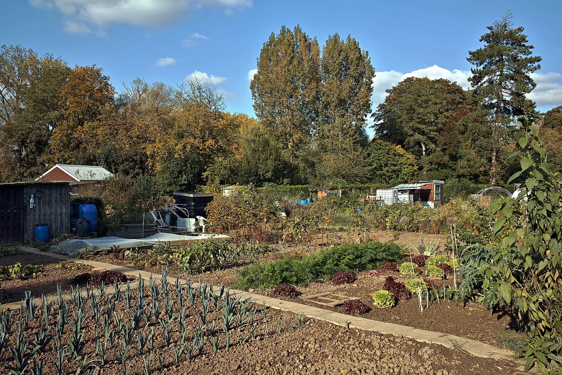Rows of vegetable beds with leeks, lettuce and cabbage in an allotment site, garden sheds behind them