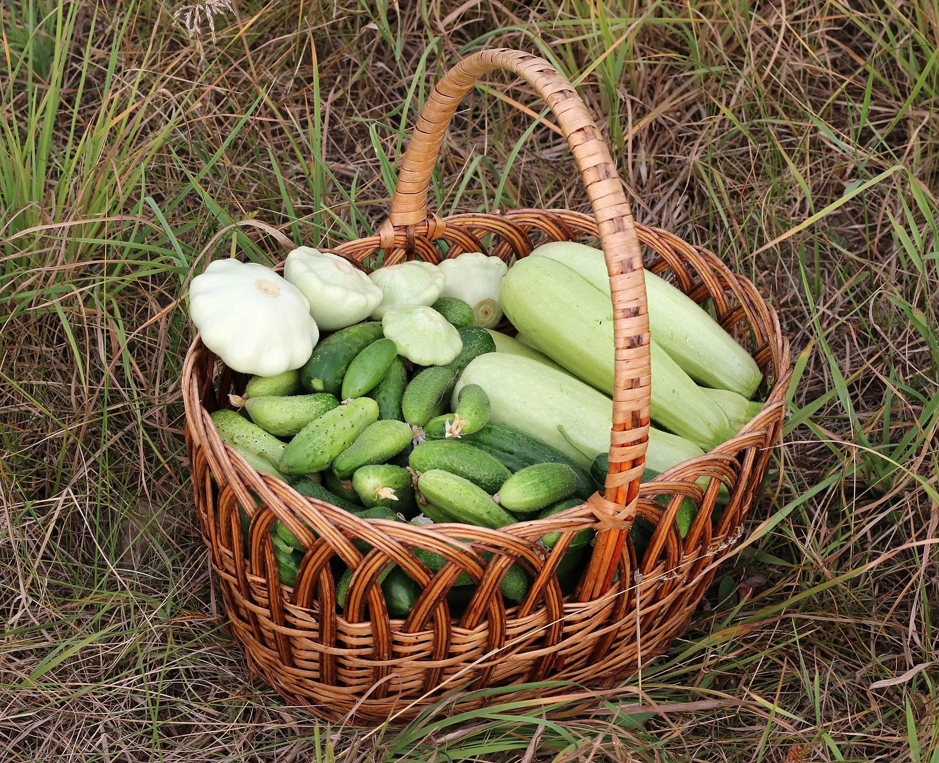 A wicker basket full of courgettes, pickling cucumbers and white pattypan squash stands in the grass