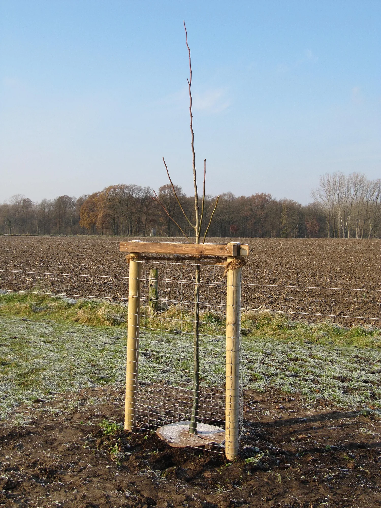 Frisch gepflanzter kahler Jungbaum zwischen zwei Rundhölzern mit Querbalken, mit Kokosstrick angebunden, ringsum eine Drahtmanschette gegen Verbiss und eine Kokosmatte auf der Baumscheibe