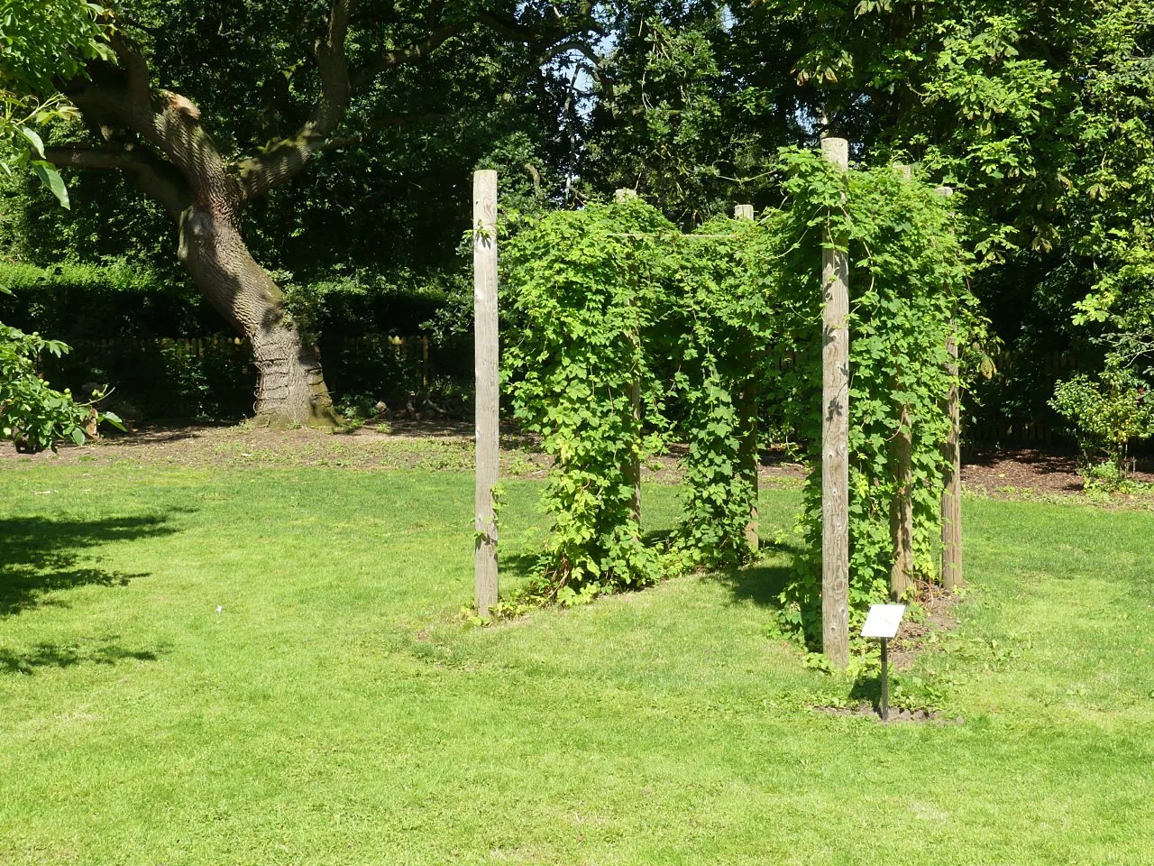 Hopfen wächst dicht an hölzernen Pfosten und Seilen und bildet eine grüne Wand auf einer Rasenfläche.