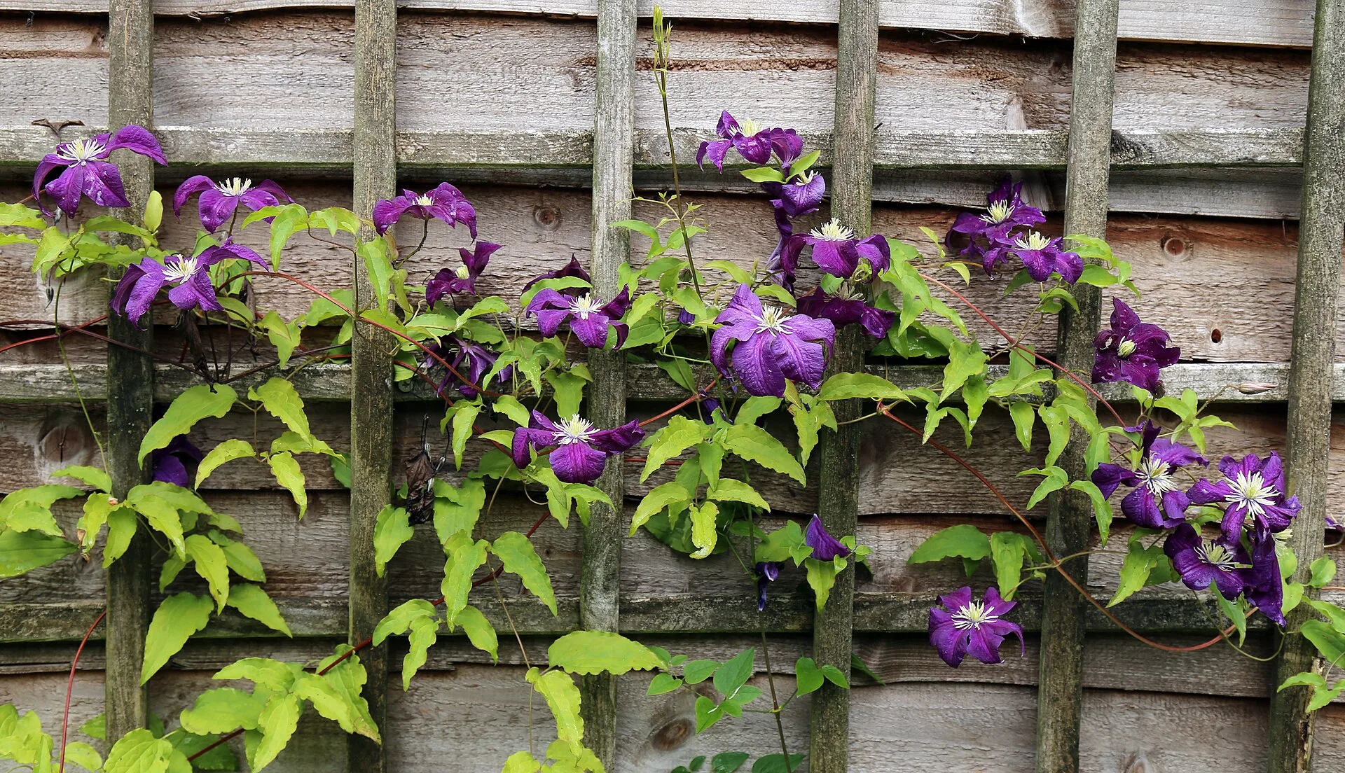 Violette Clematis-Blüten und hellgrüne Blätter an einem hölzernen Rankgitter vor einer Holzwand.