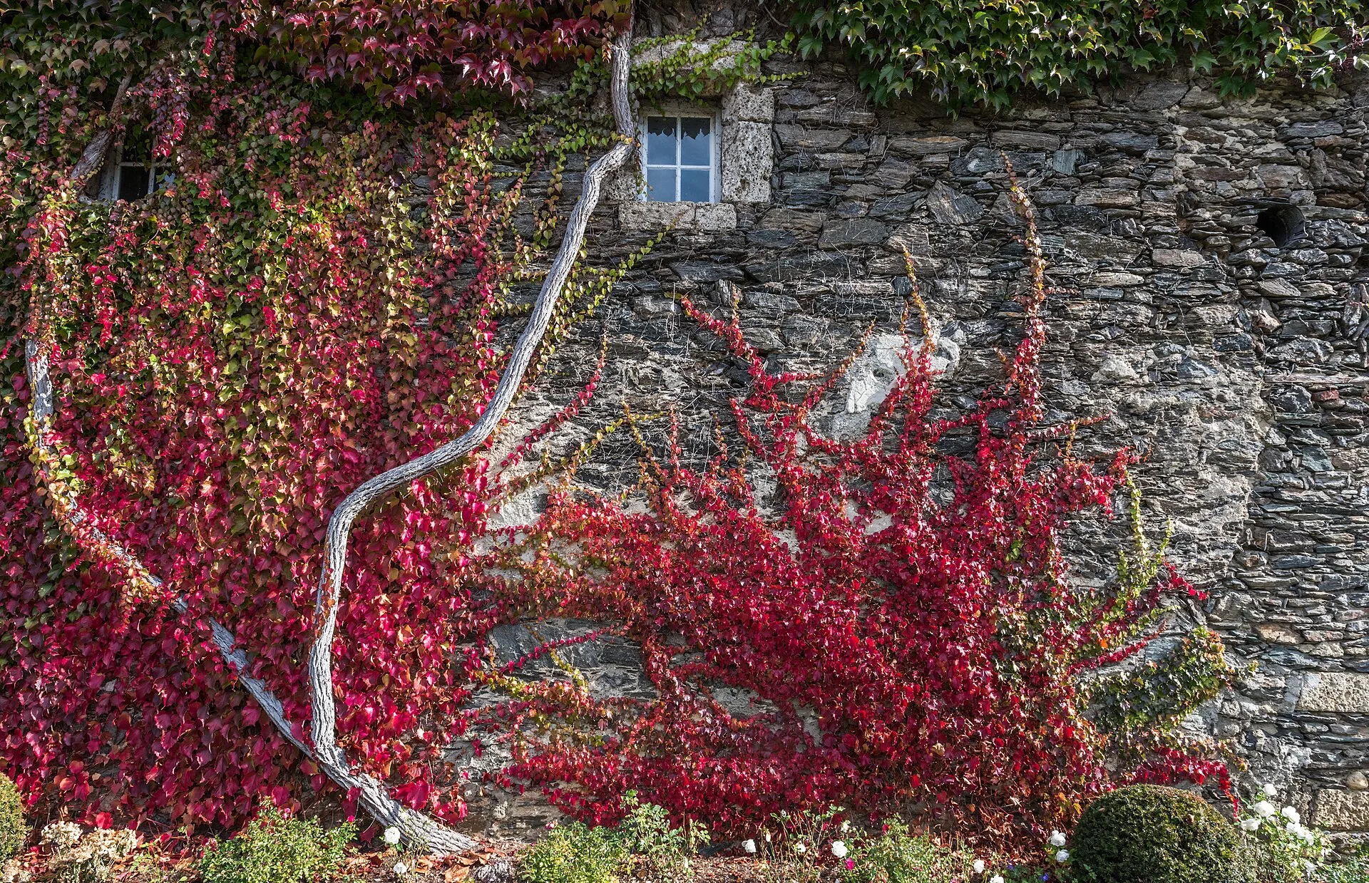 Wilder Wein in leuchtend rotem Herbstlaub an einer alten Steinmauer mit kleinem Fenster.