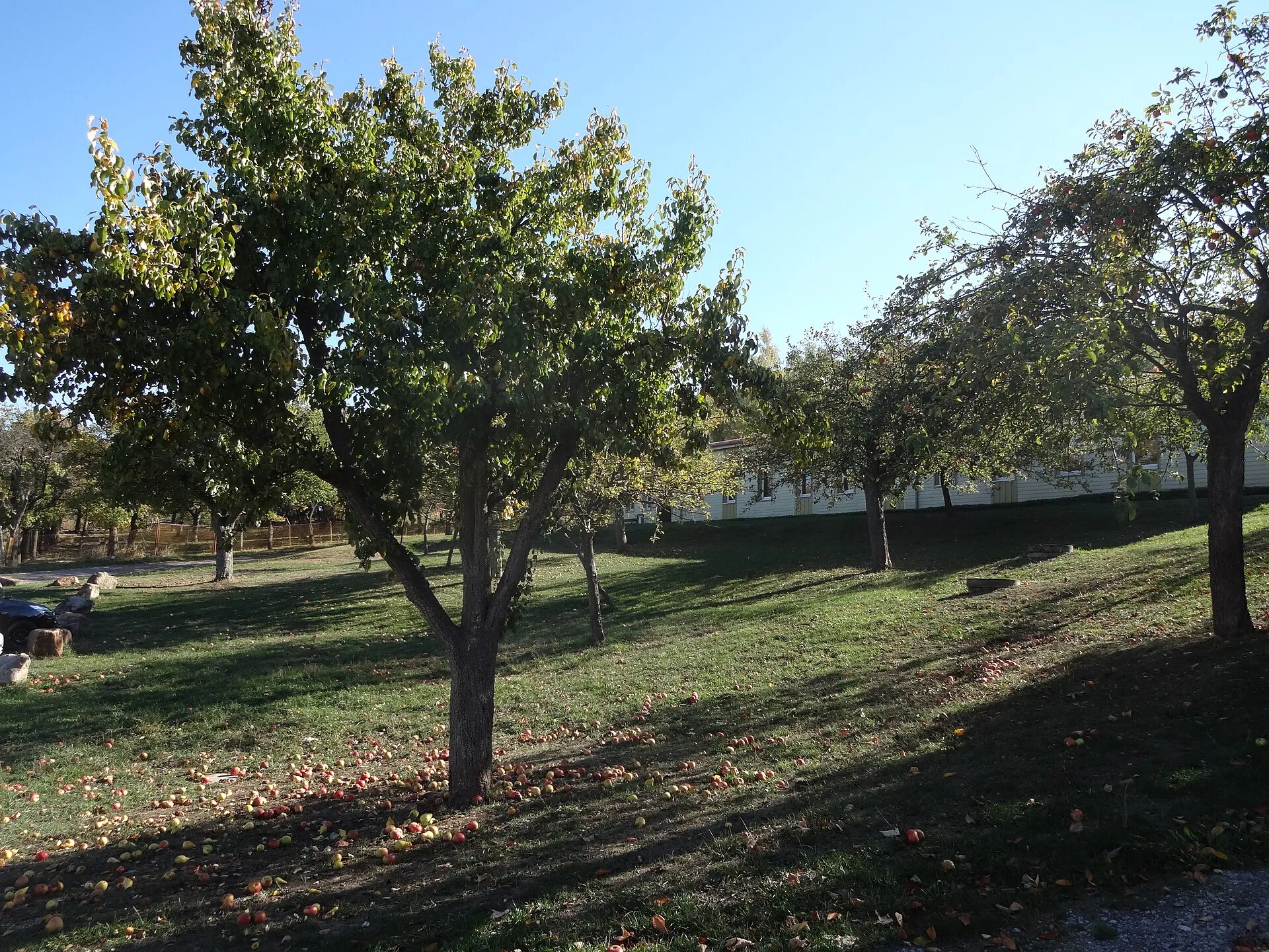 Obstwiese mit Apfel- und Birnbäumen im Herbstlicht